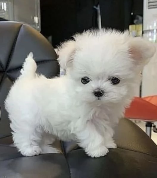 regalo  maltese mini toy