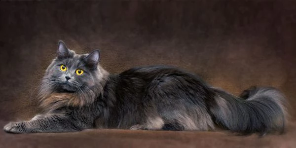 cerco gatto siberiano max 4mesi