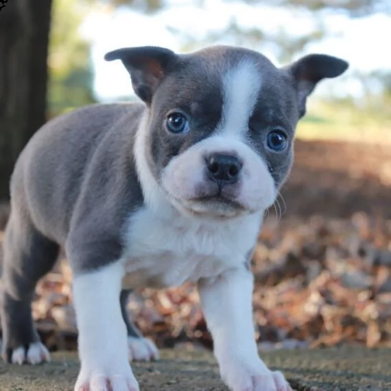 regalo cuccioli boston terrier