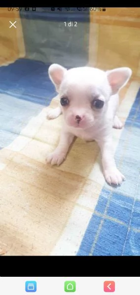 2 chihuahua maschi