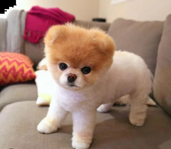 regalo pomeranian boo  disponibile