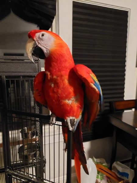 Regalo Parrocchetto da Volontario a regalo pappagallo disponibile