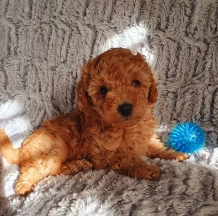 barboncino nano affettuoso cucciolo