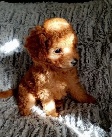 barboncino nano affettuoso cucciolo | Foto 0