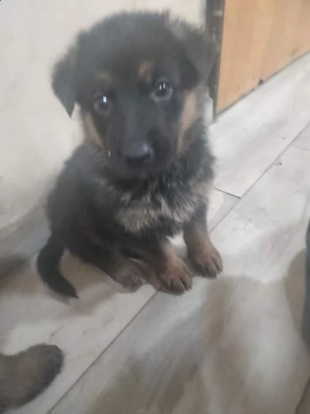 cuccioli pastore tedesco  | Foto 3