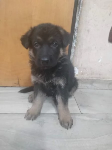 cuccioli pastore tedesco  | Foto 2