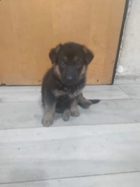 cuccioli pastore tedesco 