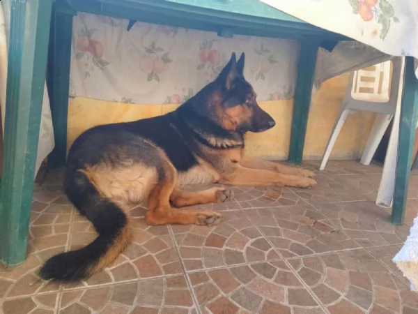 cuccioli pastore tedesco  | Foto 1