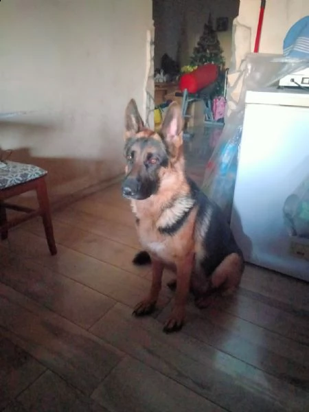 cuccioli pastore tedesco  | Foto 0
