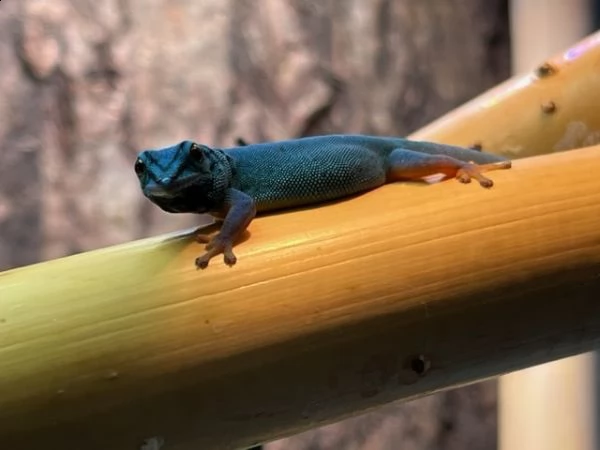 lygodactylus williamsi
