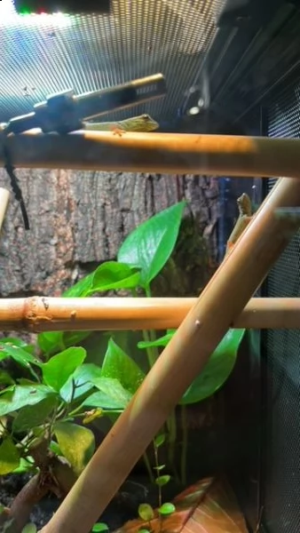lygodactylus williamsi | Foto 0