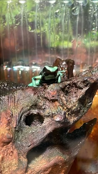 dendrobates auratus | Foto 1