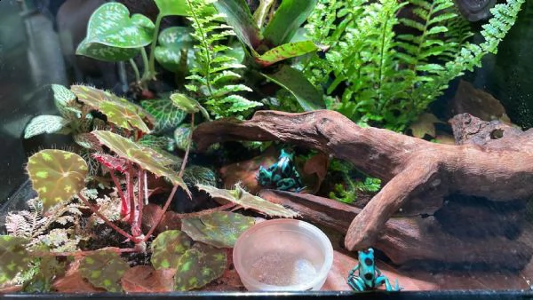 dendrobates auratus