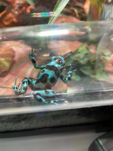 dendrobates auratus | Foto 0