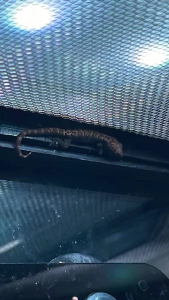 lepidodactylus lugubris | Foto 0
