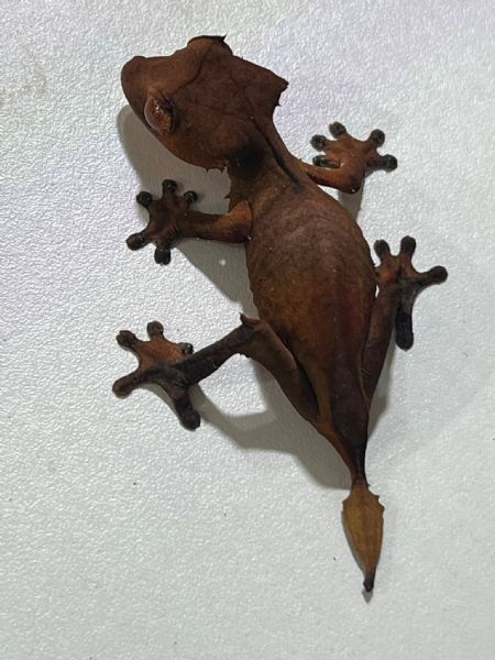 uroplatus ebenaui  | Foto 2