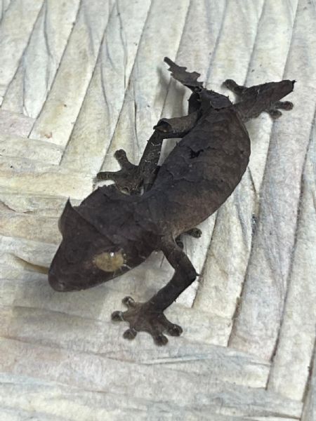 uroplatus ebenaui  | Foto 1