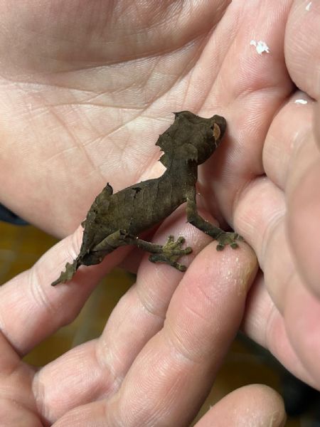 uroplatus ebenaui  | Foto 0