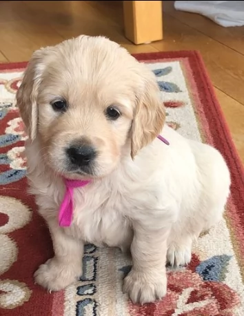 adozione cuccioli di golden retriever