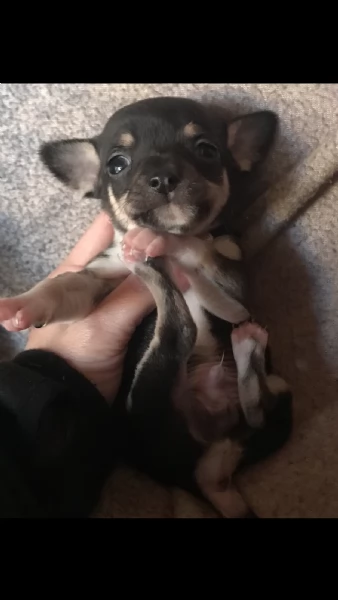 chihuahua  | Foto 2