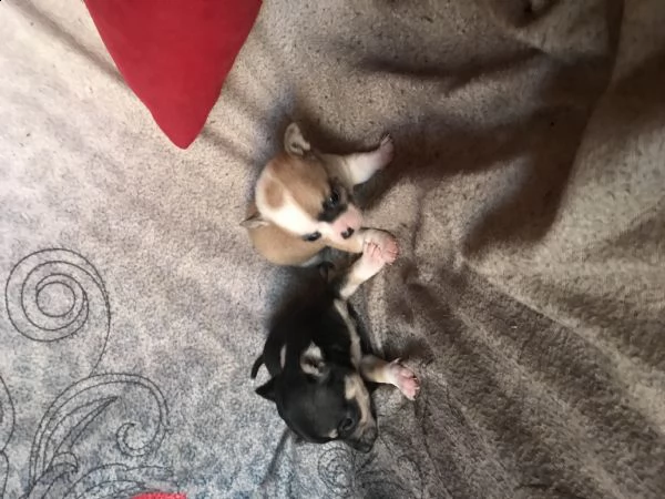 chihuahua  | Foto 1