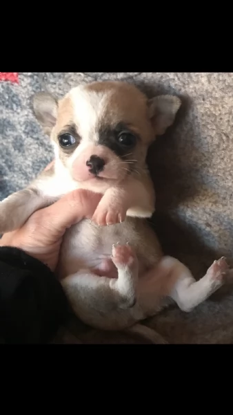 chihuahua  | Foto 0