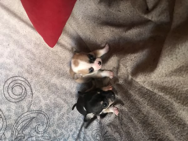 chihuahua 