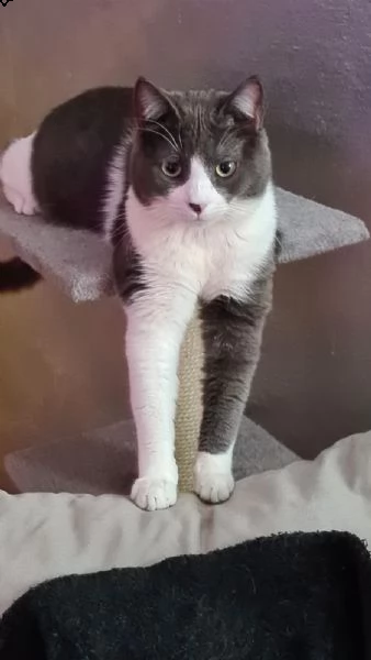 milo e gino cercano casa! | Foto 3