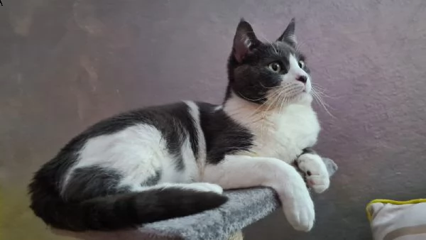 milo e gino cercano casa! | Foto 2