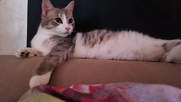 milo e gino cercano casa! | Foto 1