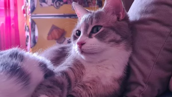 milo e gino cercano casa! | Foto 0