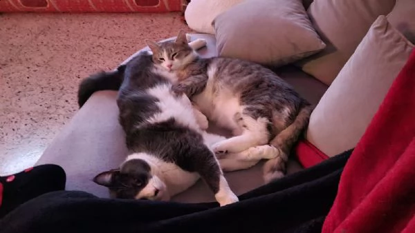 milo e gino cercano casa!