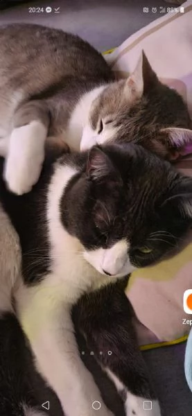 milo e gino cercano casa!