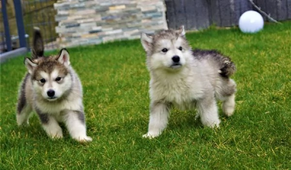 alaskan malamute cuccioli con pedigree