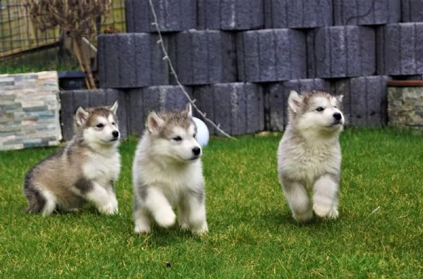alaskan malamute cuccioli con pedigree | Foto 5