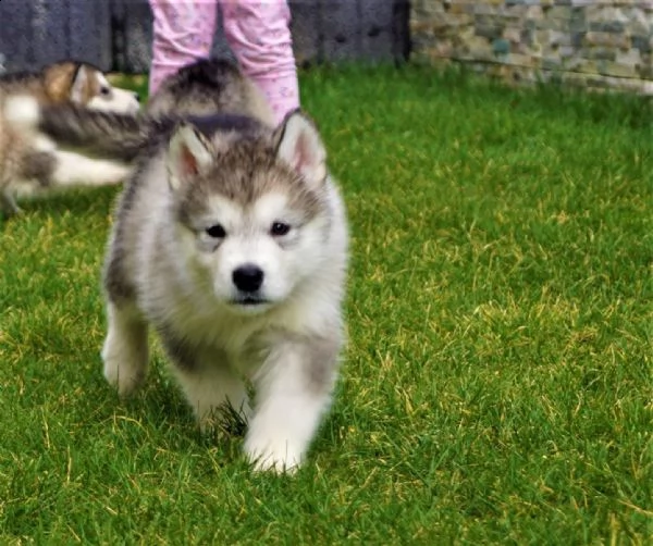 alaskan malamute cuccioli con pedigree | Foto 3