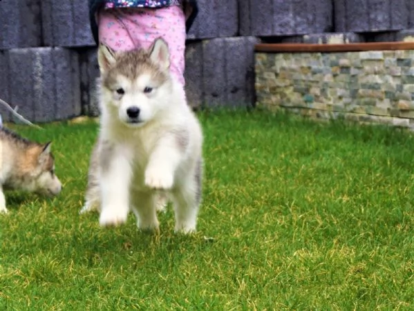 alaskan malamute cuccioli con pedigree | Foto 2