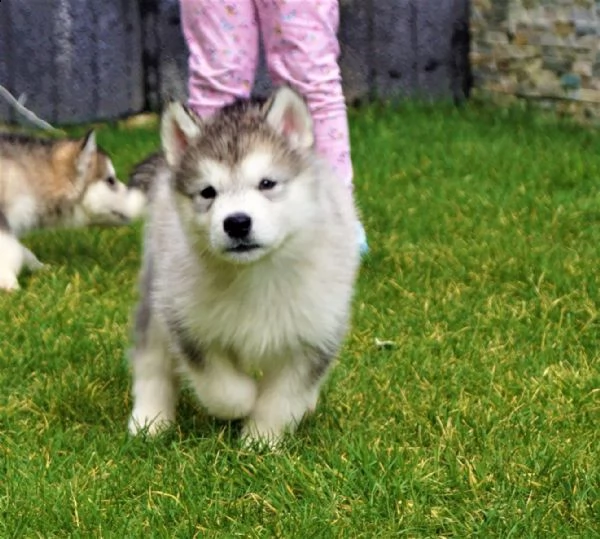 alaskan malamute cuccioli con pedigree | Foto 1