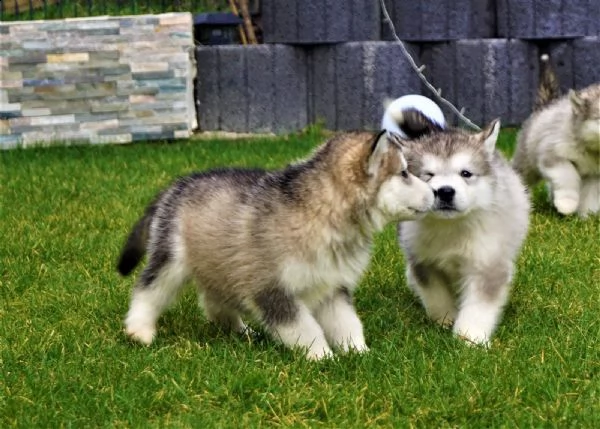 alaskan malamute cuccioli con pedigree | Foto 0