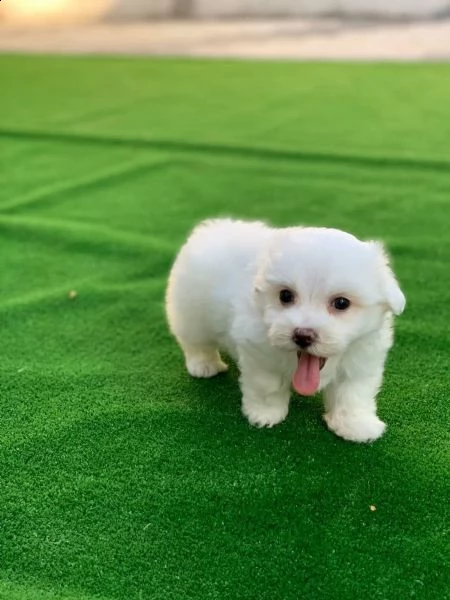 cucciolata di maltesi toy | Foto 3