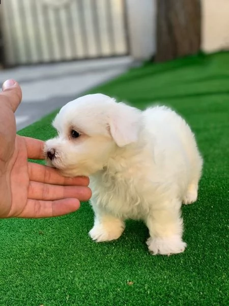 cucciolata di maltesi toy