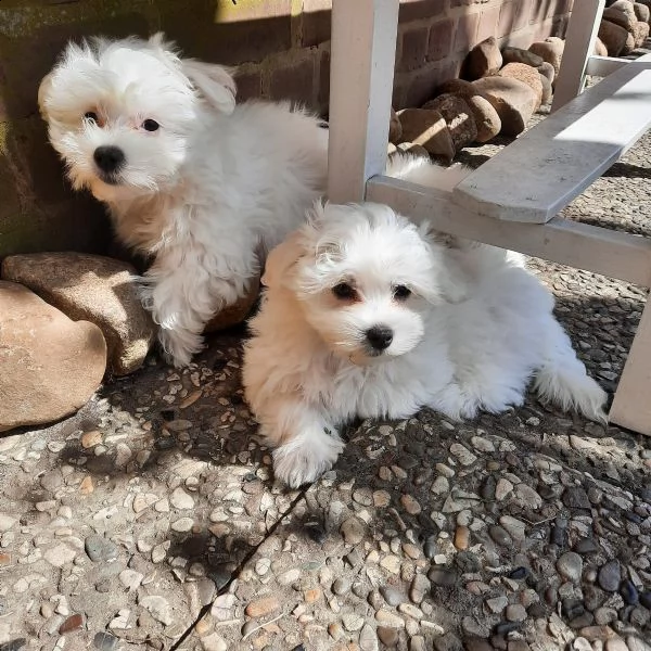 cucciolata di maltesi toy | Foto 0