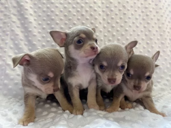 cuccioli di chihuahua con tazza da t allevati in casa