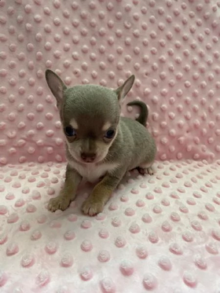 cuccioli di chihuahua con tazza da t allevati in casa | Foto 2