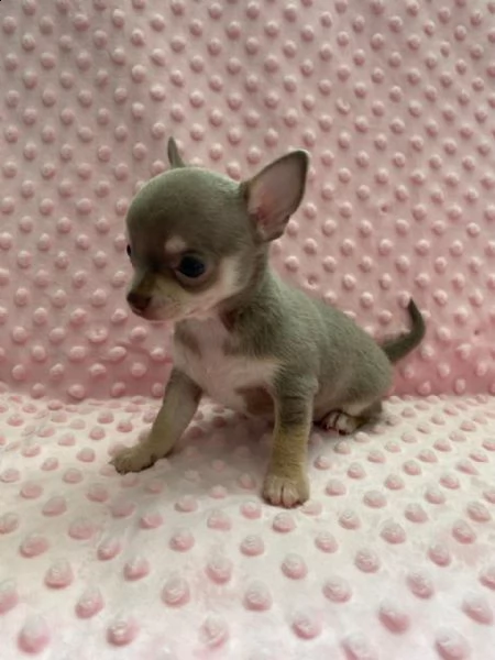 cuccioli di chihuahua con tazza da t allevati in casa | Foto 1