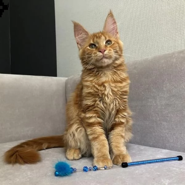 regalo gatto maine coon meravigliosi  