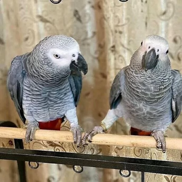 disponibili pappagalli cenerino. 