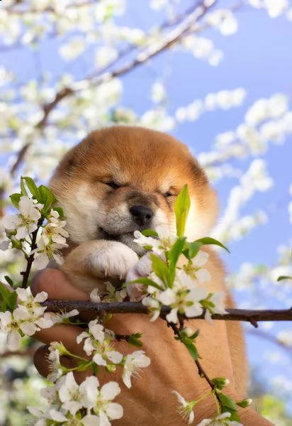 cuccioli di shiba inu purissimi con pedigree
