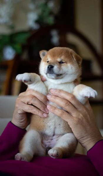 cuccioli di shiba inu purissimi con pedigree | Foto 2