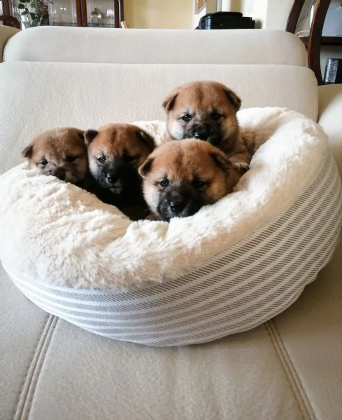 cuccioli di shiba inu purissimi con pedigree | Foto 1